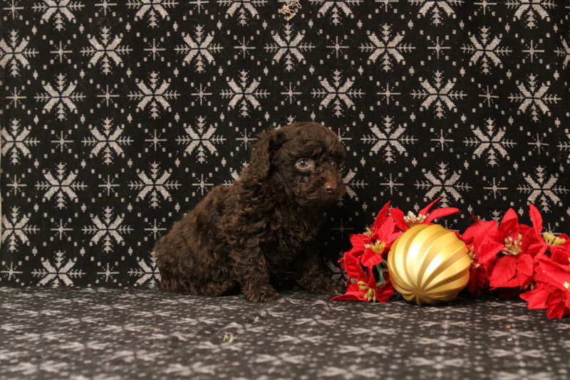 puppy, for, sale, Toy Poodle, Matthew B. Stoltzfus, dog, breeder, Gap, PA, dog-breeder, puppy-for-sale, forsale, nearby, find, puppyfind, locator, puppylocator, aca